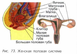 Строение клитора картинка